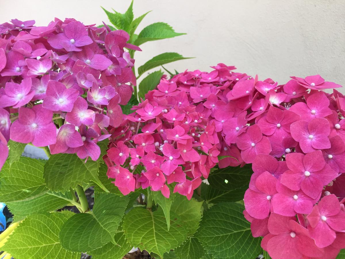 Bed & Breakfast Residenza Elisa Desenzano del Garda